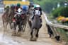 Will Horse G win the Belmont Stakes?