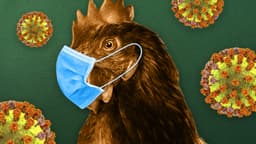 Bird flu pandemic in 2024?