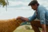 "The Sheep Detectives" Rotten Tomatoes score?