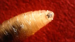 Confirmed US Screwworm case in Livestock beyond Texas by August 30?