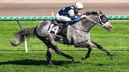 Will Royal Supremacy win the 2025 Lexus Melbourne Cup?