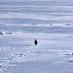 Will $PENGUIN reach $400M in Q1?