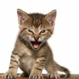 Will Roaring Kitty tweet on Monday?