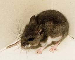 Confirmed case of Hantavirus in US by May 15?