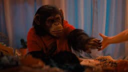 Will "Primate" Opening Weekend Box Office be between 11m and 13m?