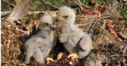 Will the first eaglet hatch on April 11, 2026?